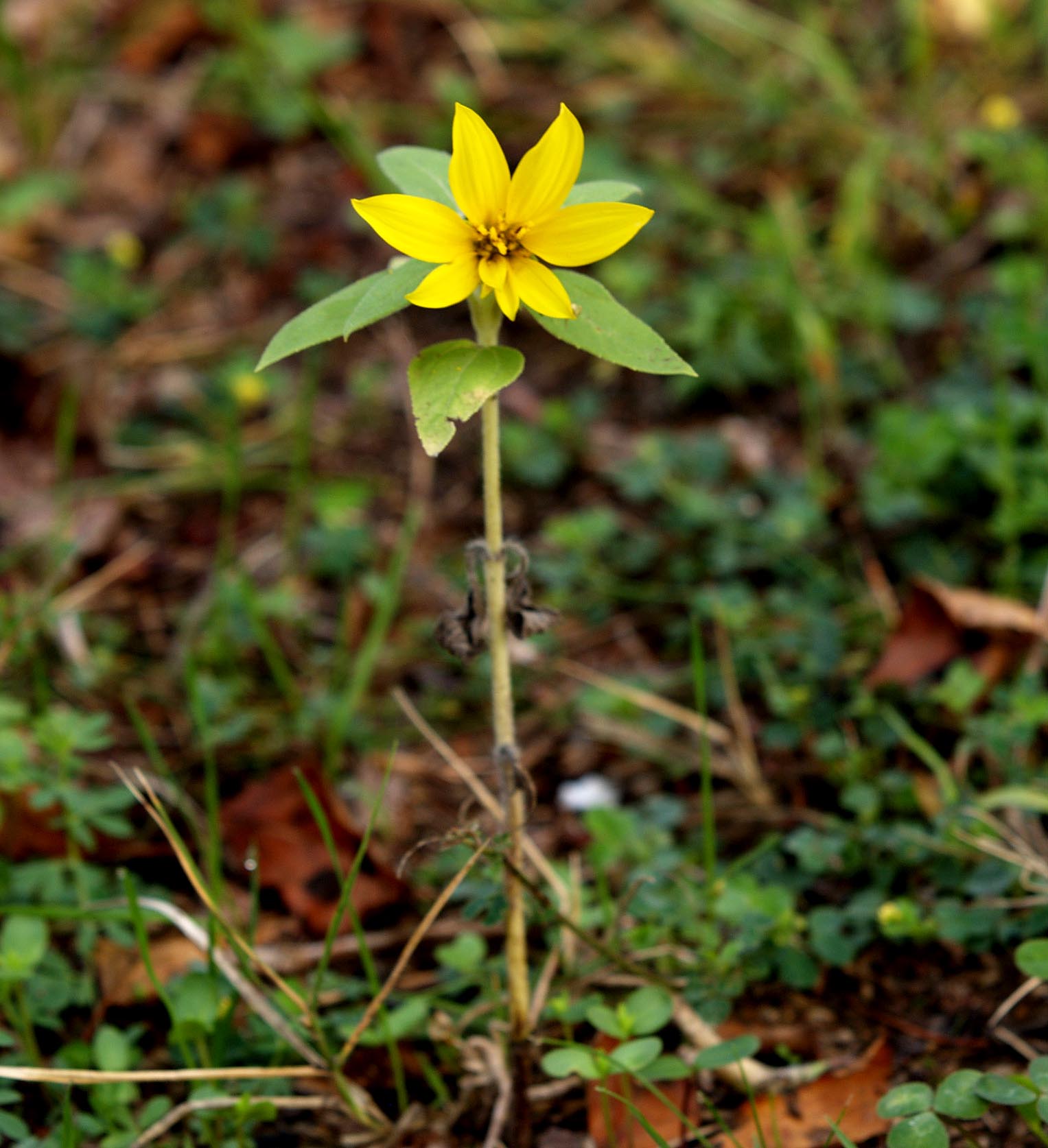 Helianthus tuberosus nano ? Si, Helianthus tuberosus